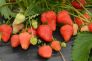 Risposta richiesta deroga fragola