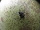 HALYOMORPHA HALYS: NUOVA GENERAZIONE IN CORSO