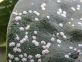 Difesa dei kaki dalle cocciniglie