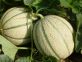 Deroga peronospora melone