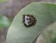 Ovideposizioni in campo di Halyomorpha halys