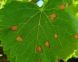 VITE: ATTENZIONE AGLI ATTACCHI BLACK ROT