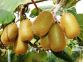 Deltametrina kiwi per cimice