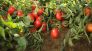 Rame pomodoro per batteriosi