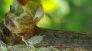 COCCINIGLIE VITE