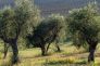 Emilia Romagna dichiarata area Xylella free