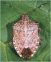 La problematica della cimice asiatica Halyomorpha halys