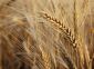 01-Septoria elmintosporiosi frumento orzo da seme