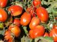 POMODORO DISERBO POST