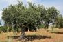 Nuovo regolamento Xylella