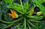 Deroga oidio zucchino