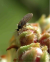 Attenzione alle cecidomia dei frutti nelle aziende in agricoltura biologica