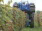 Buone pratiche per la vendemmia