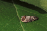 CARPOCAPSA