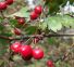 Prorogato il  divieto per nuovi impianti di Crataegus
