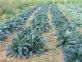Altacor nottue per cavolo nero