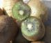 Halyomorpha halys: ritrovamenti su kiwi