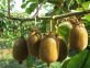 CIMICE ASIATICA KIWI
