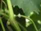 COCCINIGLIE FARINOSE DELLA VITE: PRIMI OVISACCHI