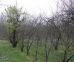 Fitoplasmi del susino