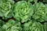 Deroga per per la realizzazione di un secondo intervento per la difesa della lattuga (secondo modulo) dalla peronospora