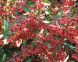 2014: Ancora vietati i nuovi impianti di biancospino e di Crataegus ornamentali
