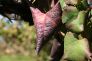FLAVESCENZA DORATA, SEGNALI PREOCCUPANTI