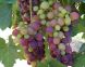 VENDEMMIA, FASE DELICATA PER I MARCIUMI