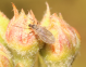 Monitoraggio e aggiornamenti su cecidomia dei frutticini del pero