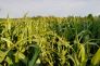 Pirimicarb per la difesa del sorgo