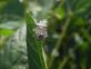 Halyomorpha halys: gli incontri nelle diverse province