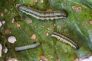 Spodoptera: popolazioni e danni in incremento