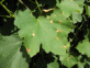 PREOCCUPAZIONE  BLACK ROT