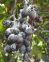 Cocciniglia: attenzione agli interventi post vendemmia non autorizzati