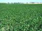 Deroga per la difesa integrata delle cime di rapa
