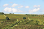 Il futuro della vitivinicoltura