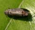 Carpocapsa: voli difformi e prime uova