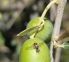 Monitoraggio mosca delle olive Monitoraggio mosca delle olive
