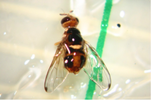 Mosca_01.png
