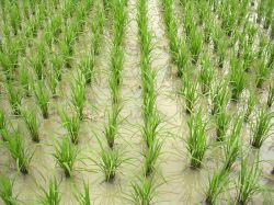 038-Rice-field.jpg