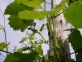 Convegno su  acquisizioni tecniche e prospettive in vitivinicoltura biologica e biodinamica.