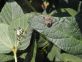 HALYOMORPHA HALYS: VIETATO ABBASSARE LA GUARDIA