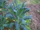 CHLORANTRANILIRPOLE CAVOLO NERO