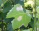 Prime infezioni di peronospora vite