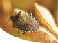 Halyomorpha halys: convegno 14 febbraio 2017