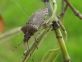 Continuano i monitoraggi territoriali di Halyomorpha halys