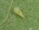 Determina FLAVESCENZA DORATA 2023