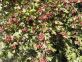 CRATAEGUS: NO AI NUOVI IMPIANTI