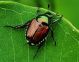 POPILLIA JAPONICA