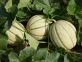 Didimella melone